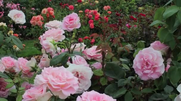 Roze rozen met oranje, gele en rode rozen op achtergrond — Stockvideo