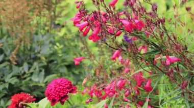 Dalia ve pembe çiçek kesme Bahçe