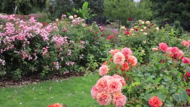 Grote abrikoos gekleurde rozen met roze hedge steeg in achtergrond — Stockvideo