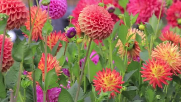 Zinnias a Jiřiny v zahradě řezání v washiongton stavu — Stock video