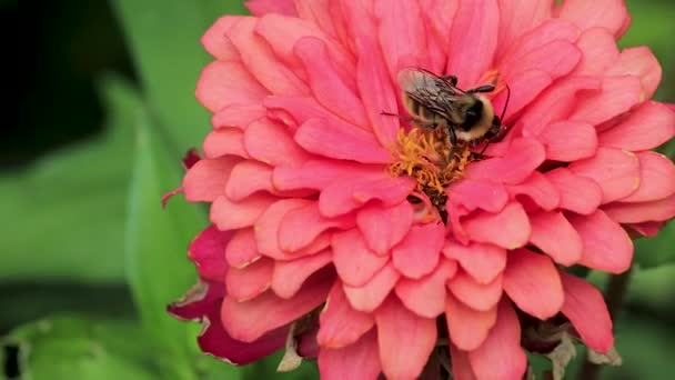 Bee at center of pink zinnia — Stock Video