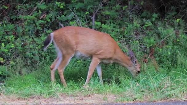 Rehe fressen Gras am Straßenrand — Stockvideo