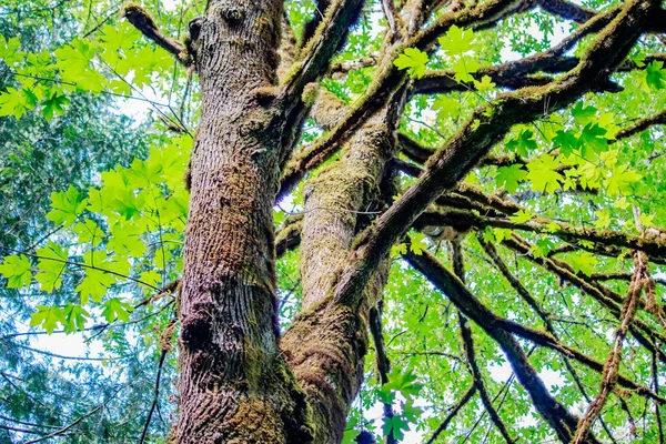 Árvore de bordo com grandes folhas verdes — Fotografia de Stock