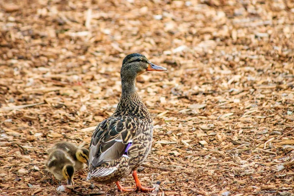 Pato mãe com bebê em lascas de madeira — Fotografia de Stock