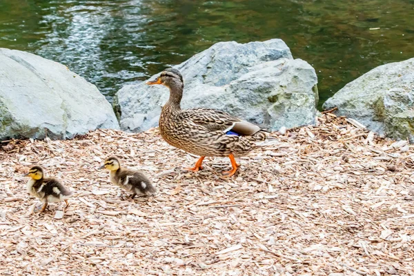 Pequena escola de patos — Fotografia de Stock