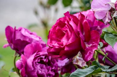 sıcak pembe gül blooms