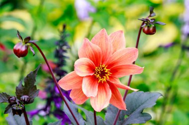 erken yaz aylarında hafif turuncu çiçek