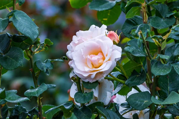 Halvány rózsaszín rózsa, virágzó — Stock Fotó