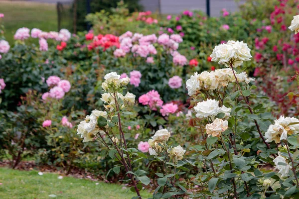 renkli gül bahçesi