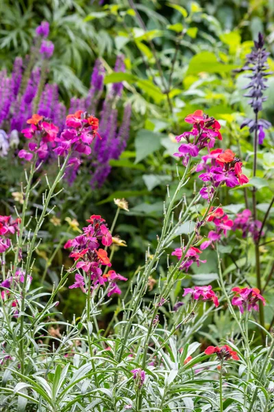 Rosa verde y púrpura en el jardín estatal de Washington —  Fotos de Stock