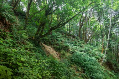 bir orman tepeüzerinde yoğun vegitation