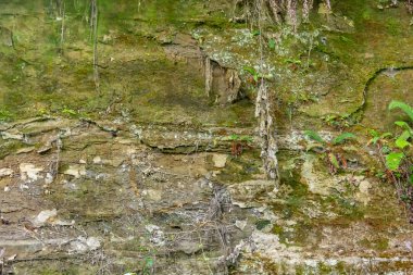 vegitation ile taş uçurum yüz