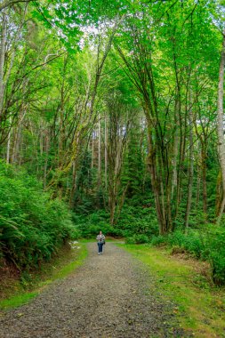 Ormanda yürüyüş yapan genç bir kadın.