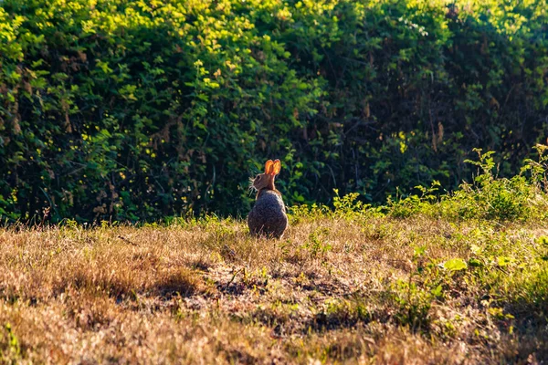 Кролик в поле против восхода солнца — стоковое фото