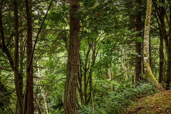 Descendre à travers la forêt — Photo