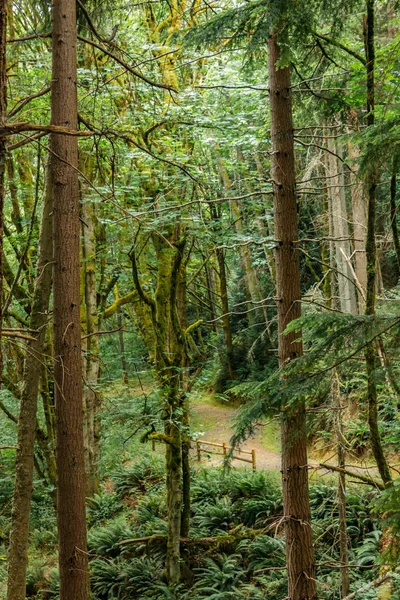 Chemin lointain menant à travers la forêt — Photo