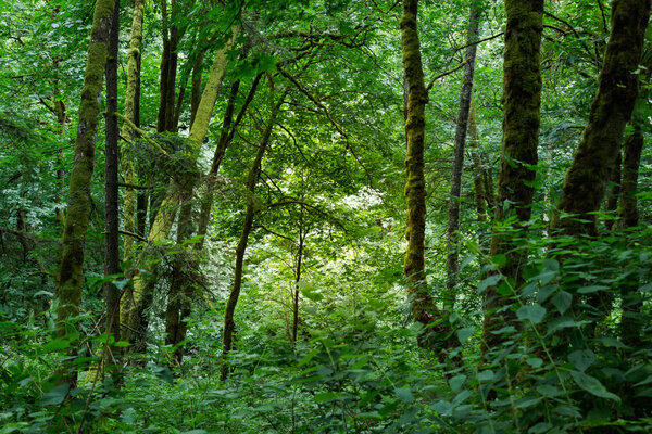яркий солнечный свет сквозь лес
