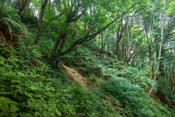 Vegetación densa en una colina forestal — Foto de Stock