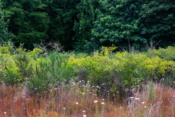 Lisière d'une forêt sombre — Photo