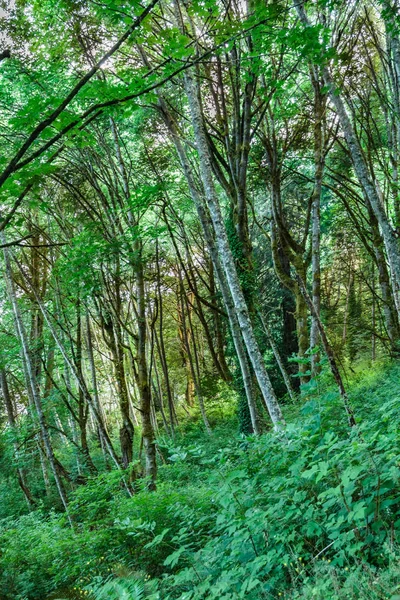 Свет сквозь густой лес — стоковое фото