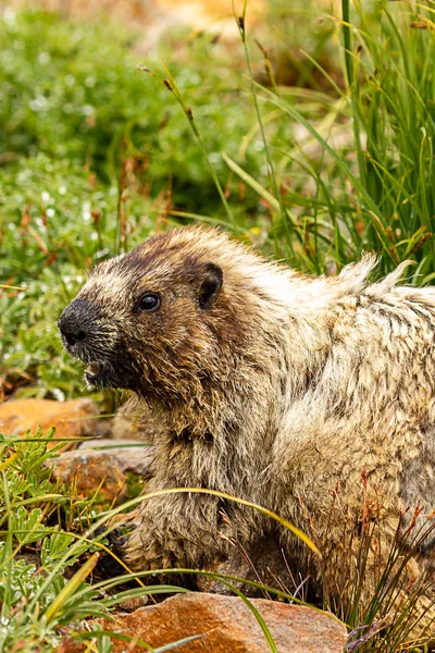 Close up of a marmot face in trass — стоковое фото