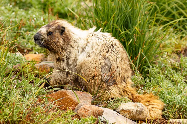 Close up van een marmot gezicht in gras in washington — Stockfoto