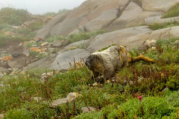 Monte lluvia marmota sentado en el prado alpino en la niebla — Foto de Stock
