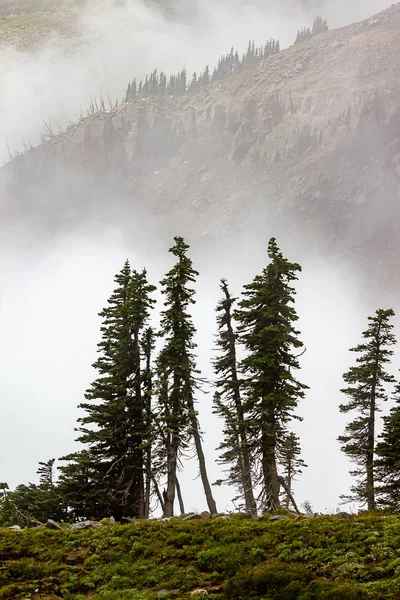 ワシントンの山の霧深い崖の端に背の高い木 — ストック写真