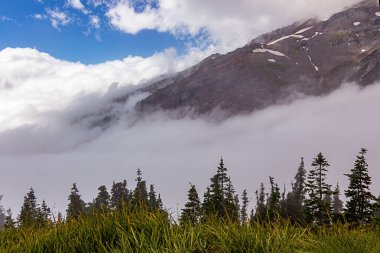 Orman kenarı dağ ve gökyüzü önünde