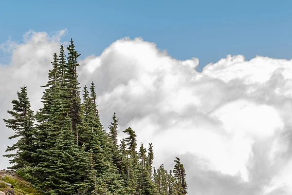 雲や霧ほぼカバーの木のグループ — ストック写真