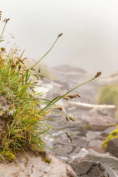 Wildblumen und Gras am Skyline Trail — Stockfoto