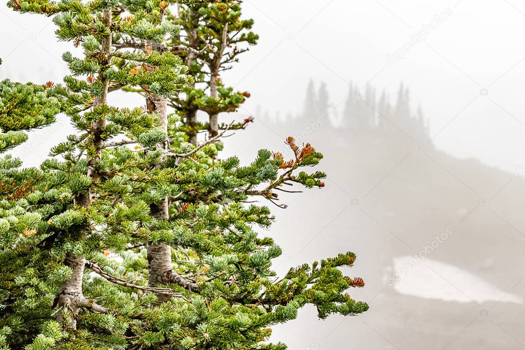 fog and smoke create haze on the slopes of rainier