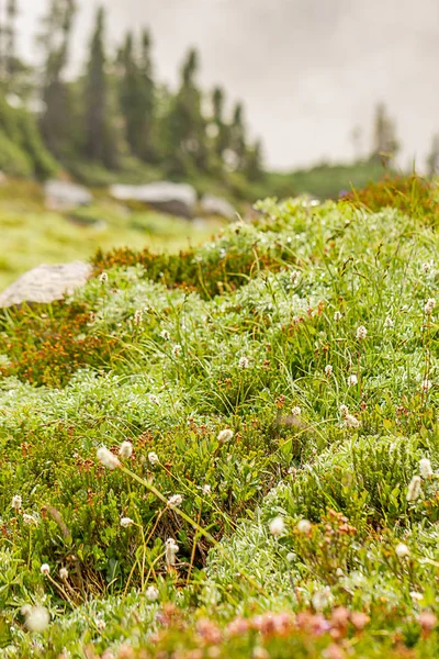 Kleine zarte Gräser und Blumen am Wegesrand — Stockfoto