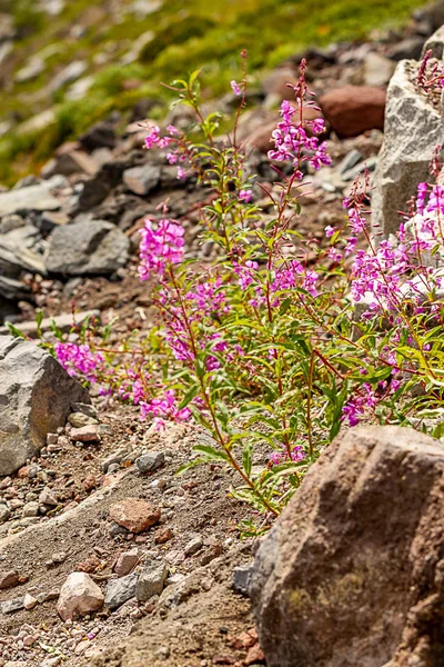 Bir dağ çayır kenarı boyunca narin pembe çiçekler — Stok fotoğraf