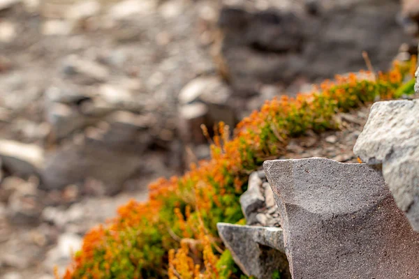 Afiladas rocas agrietadas a lo largo de la pendiente del monte Raininier —  Fotos de Stock