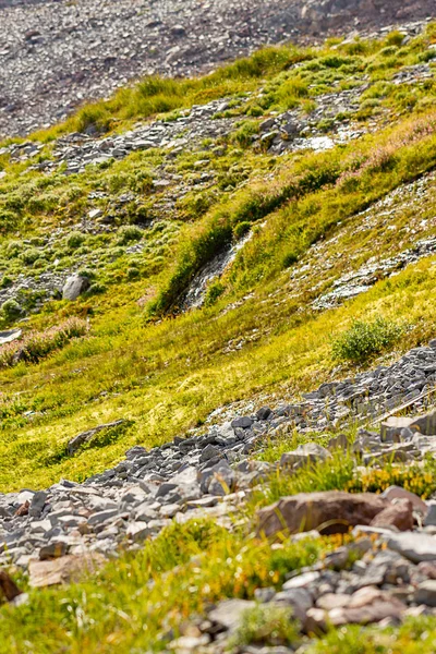 Sol volcanique rocheux avec herbe verte et mousse en été — Photo