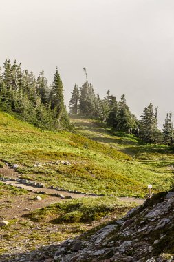 dağ orman ve çayır kes şunu