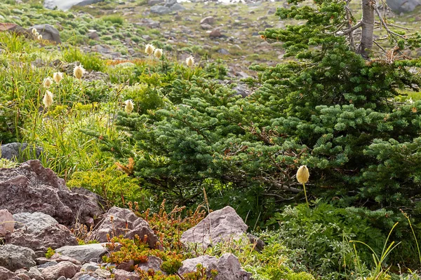 Prairie alpine avec de petits arbres au plus pluvieux — Photo