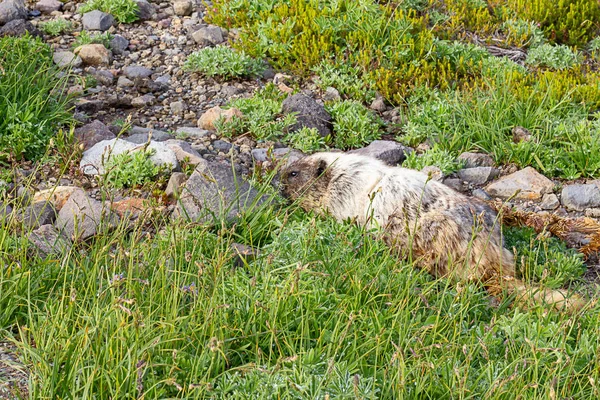 Marmotte se faufilant à travers les prairies alpines vers le sol — Photo