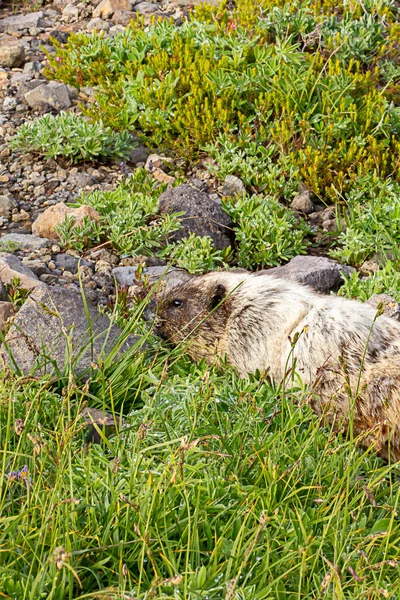 Marmota slinking baixo para o chão através do prado alpino baixo para o chão — Fotografia de Stock