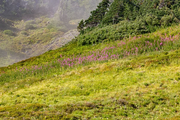 purple mountain flowers on a steep hill