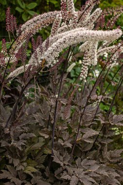 kırmızı yaprakları ve sapları ile birçok uzun beyaz çiçek