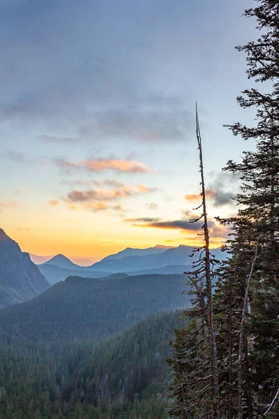 Hoge pijnbomen tijdens zonsondergang in de bergen — Stockfoto