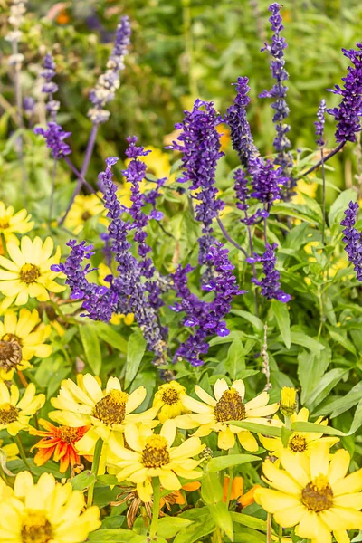 Желтый и фиолетовый расцветает в сельском саду — стоковое фото