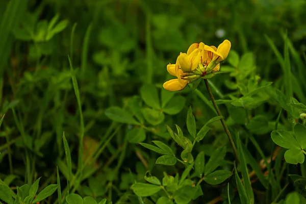 Закрыть цветок желтой бабочки — стоковое фото