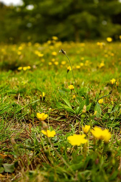 Mariposas amarillas en un campo de hierba —  Fotos de Stock