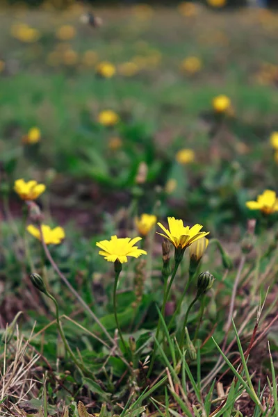Malé žluté květy na travnatém hřišti — Stock fotografie