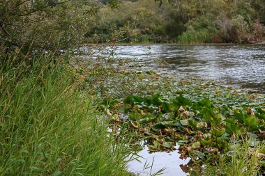 yeşil bitkiler ve bir göl çevresinde