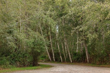 Huş ağaçlarıyla dönüm parlak park yolu
