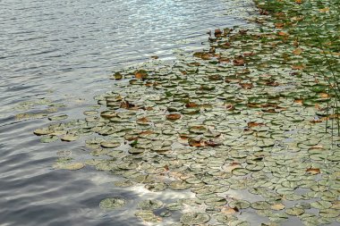 birçok yeşil zambak yastıkları bir gölde yüzen